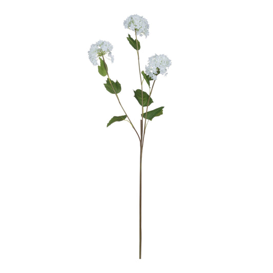 Viburnum Opulus image 1