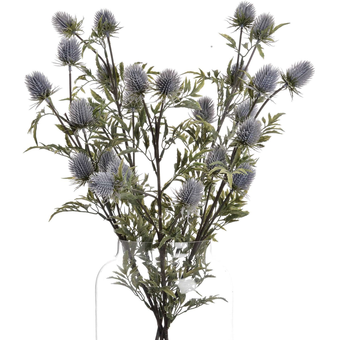 Eryngium Blue Thistle image 1