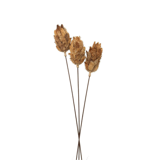 Bouquet Of Dried Protea image 0