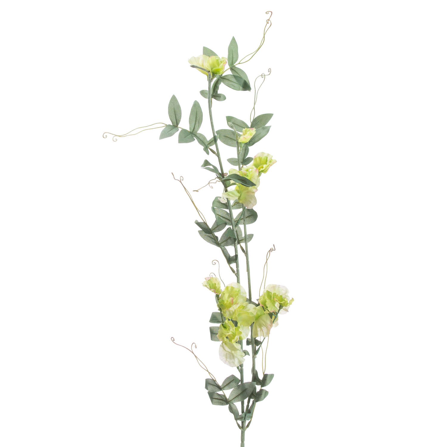 Sweet Pea Trail Stem image 0