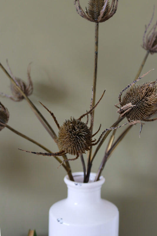 Large Brown Triple Teasle Stem