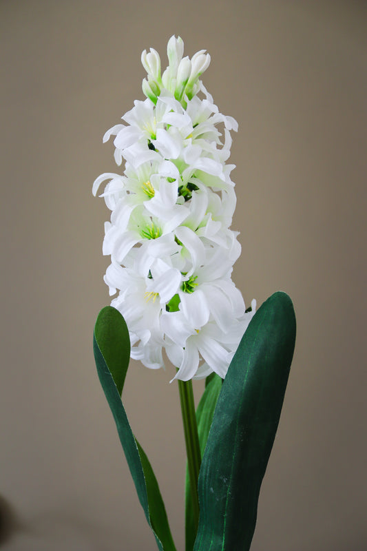 White Hyacinth Stem