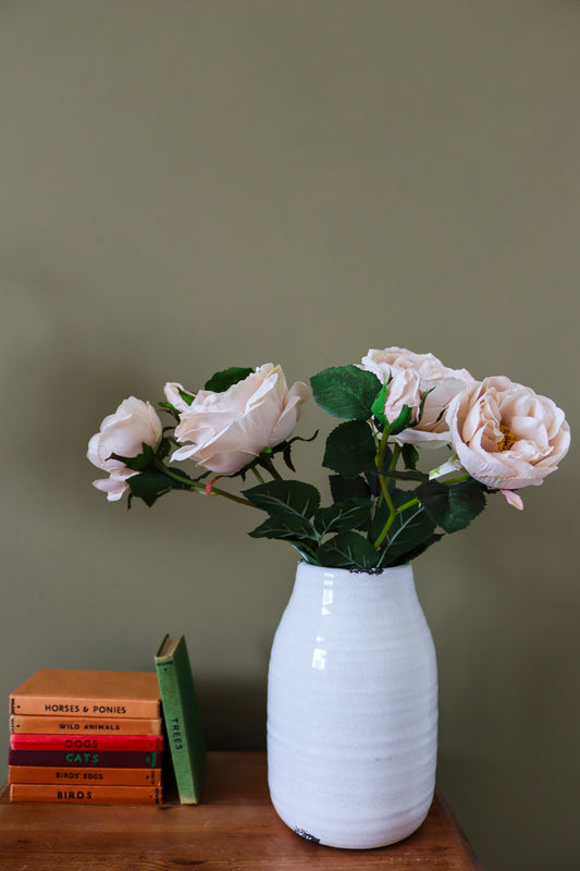 Palest Blush Charity Rose