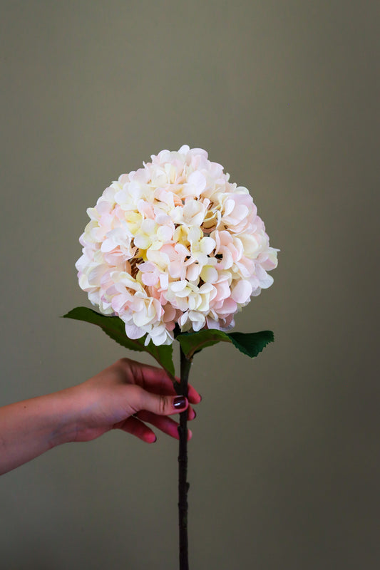 Autumn White Hydrangea