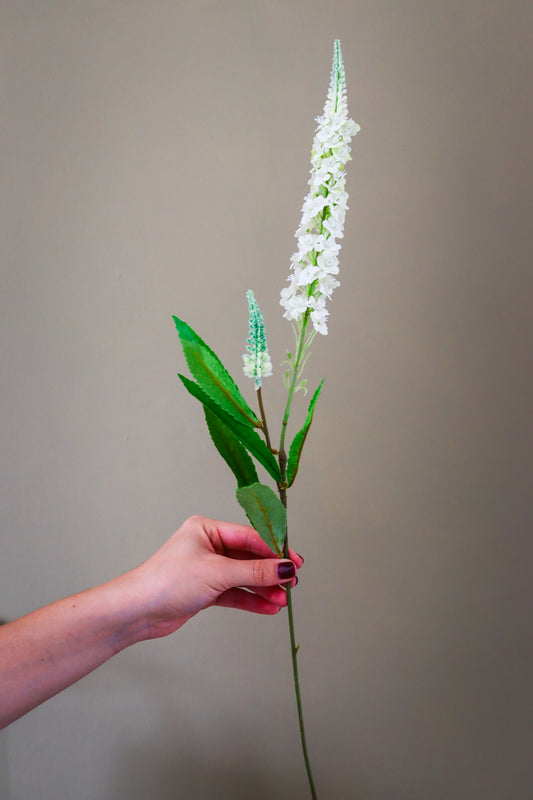 White Veronica Stem