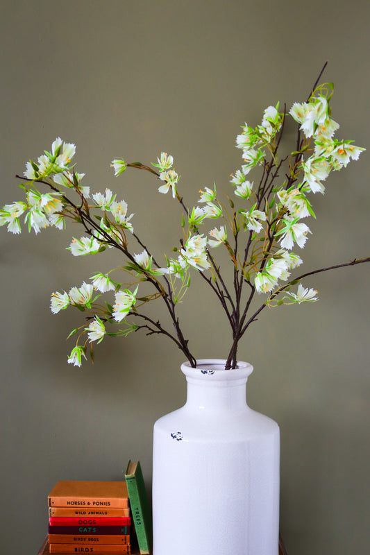 Elaeocarpus Stem