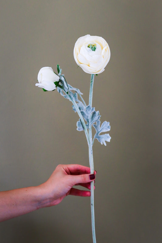 Soft Cream Ranunculus Stem