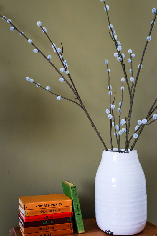 Pussy Willow Branch