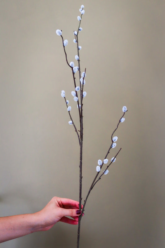 Pussy Willow Branch