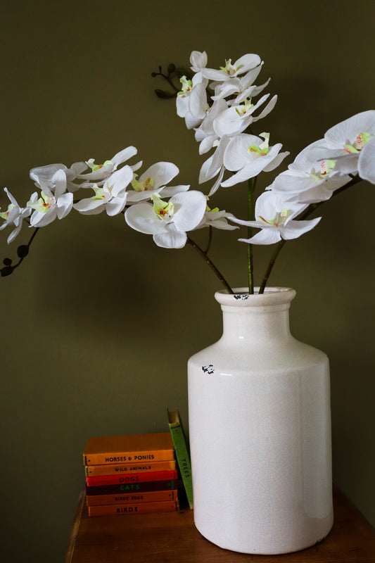 Tall White Butterfly Orchid Stem