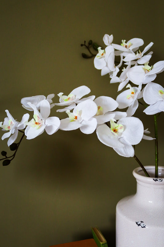 Tall White Butterfly Orchid Stem