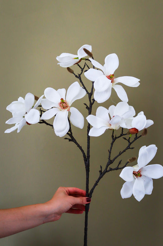 White Magnolia Stem