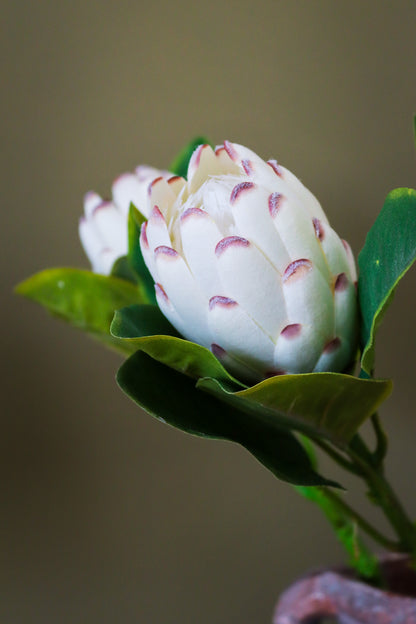 Closed White Protea