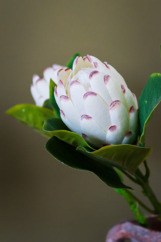 Closed White Protea