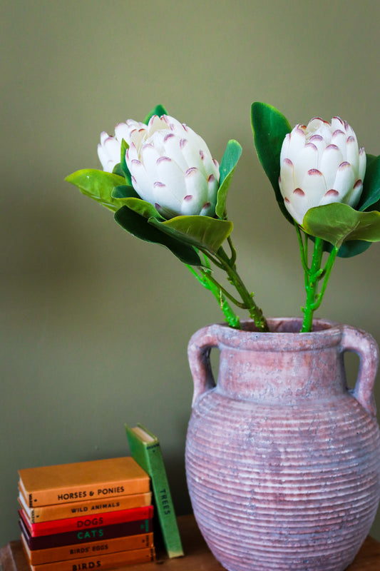 Closed White Protea