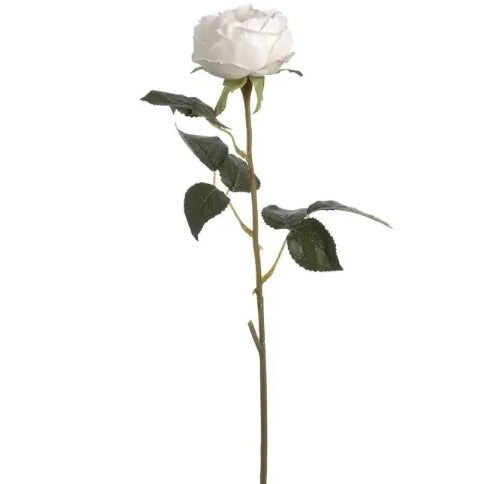 Blush Garden Rose Stem