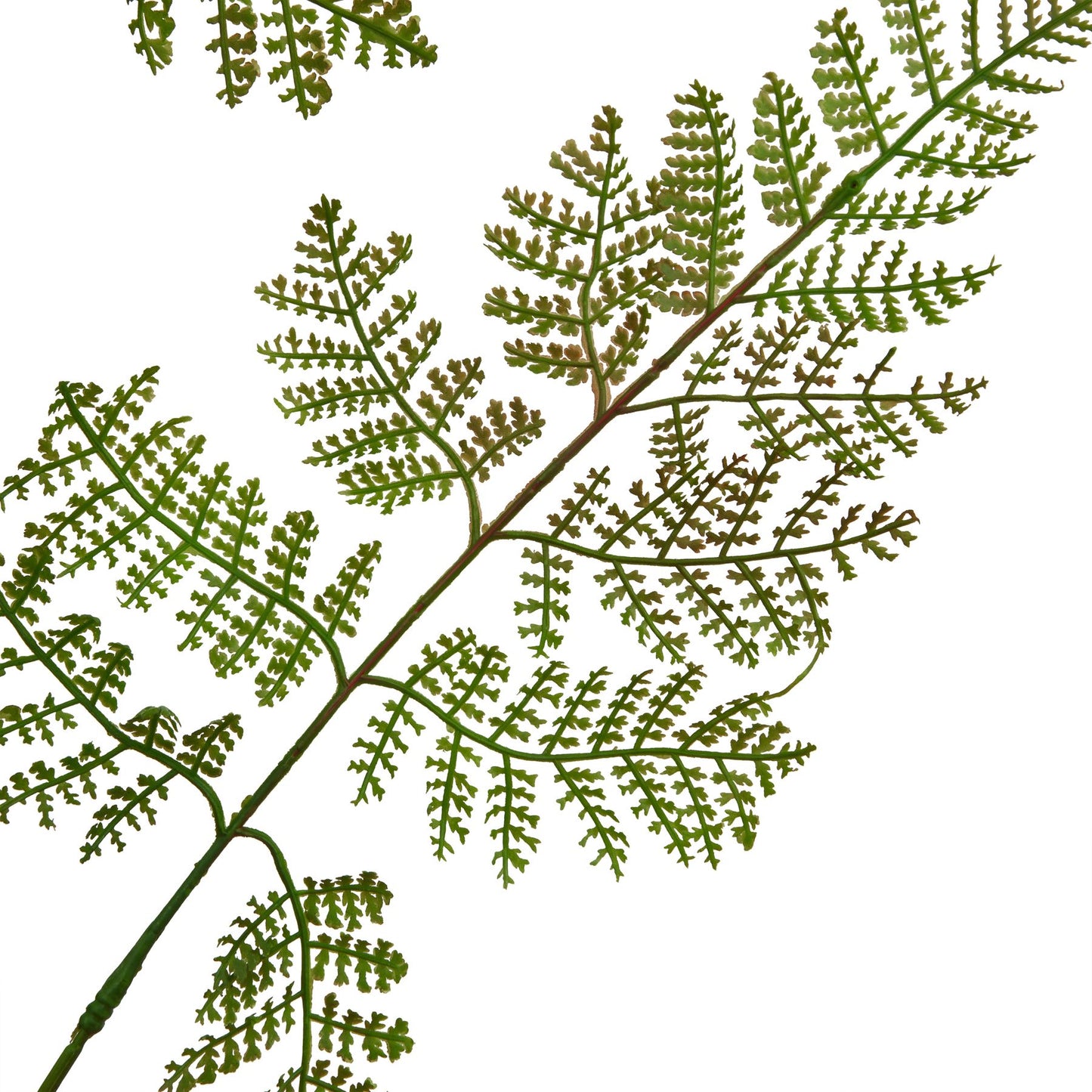 Large Bracken Fern Spray