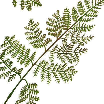 Large Bracken Fern Spray