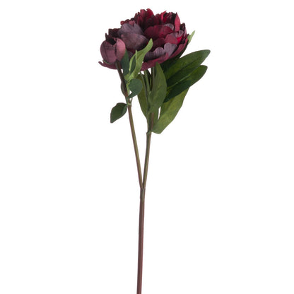 Burgundy Peony Rose