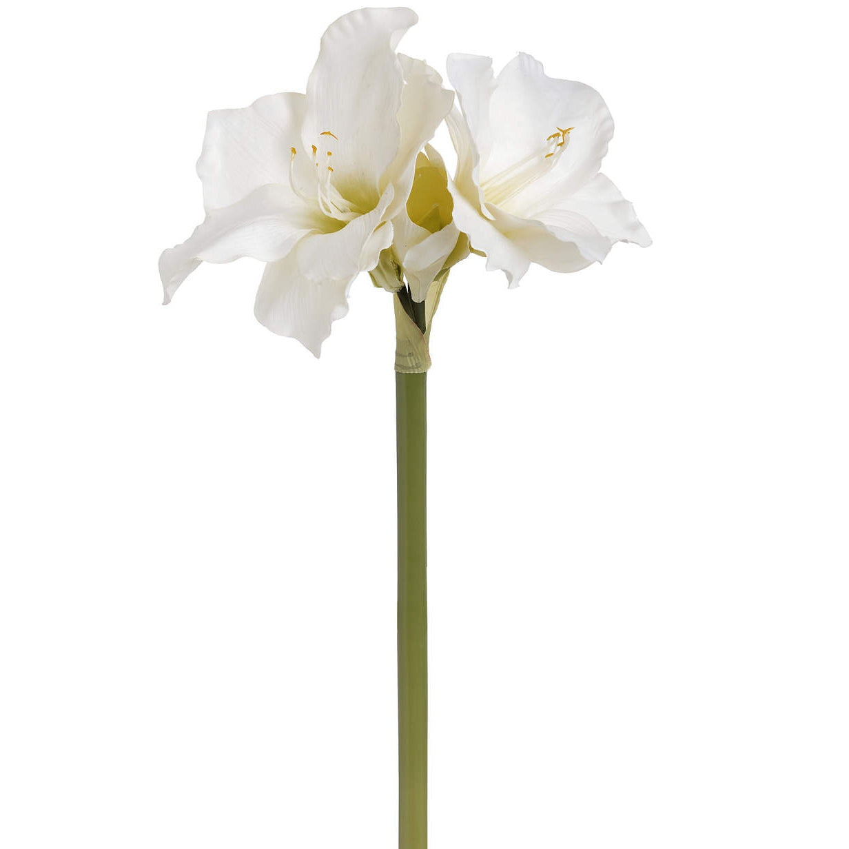 Classic White Amaryllis Flower