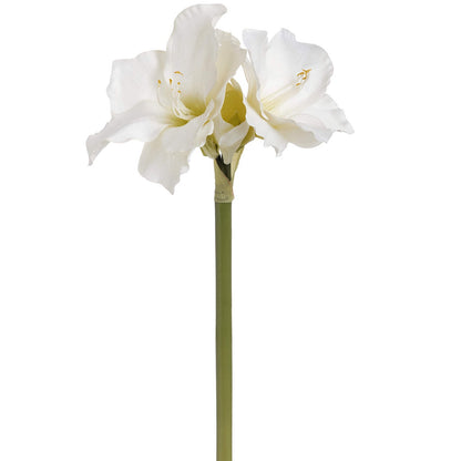 Classic White Amaryllis Flower