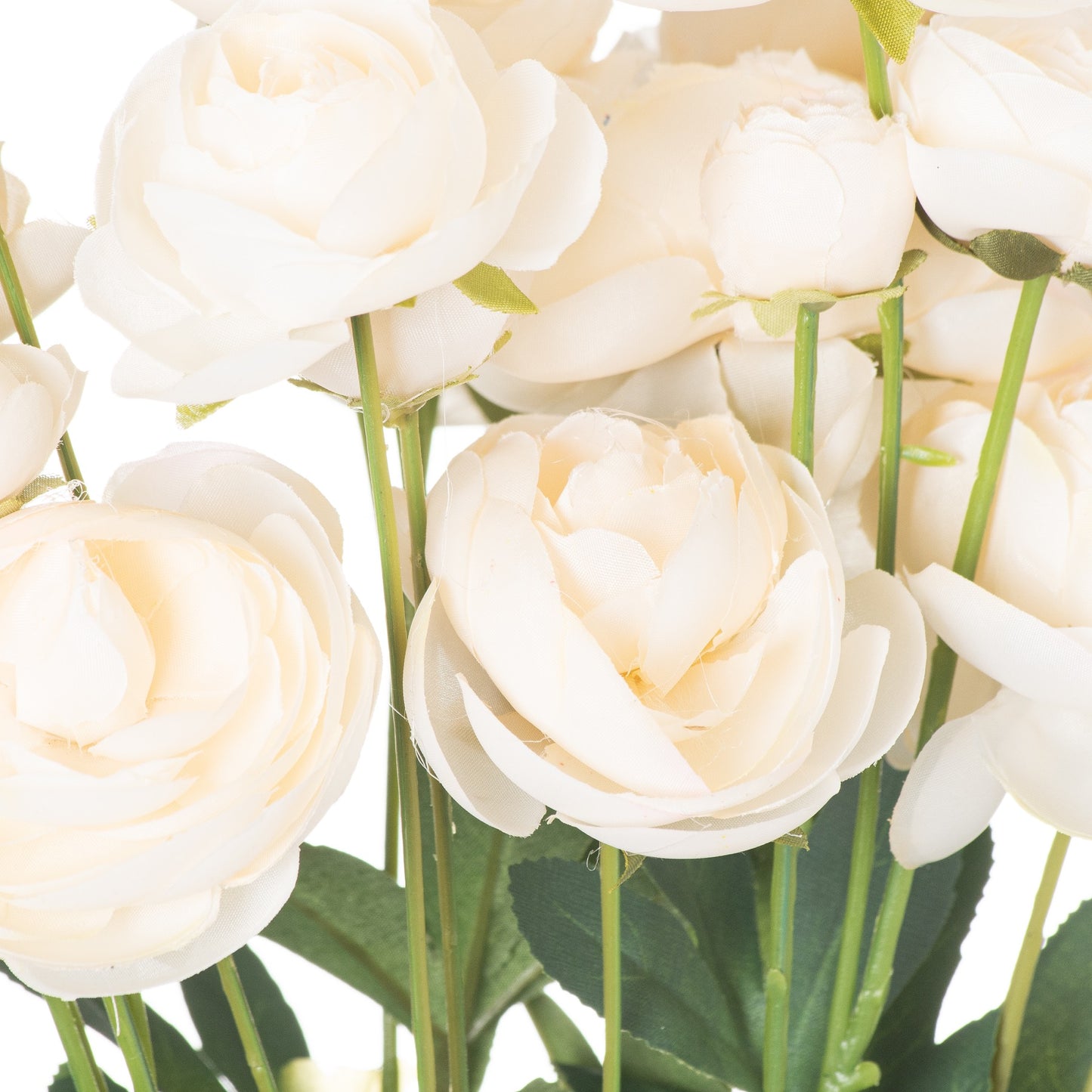 Cream Ranunculus Stem