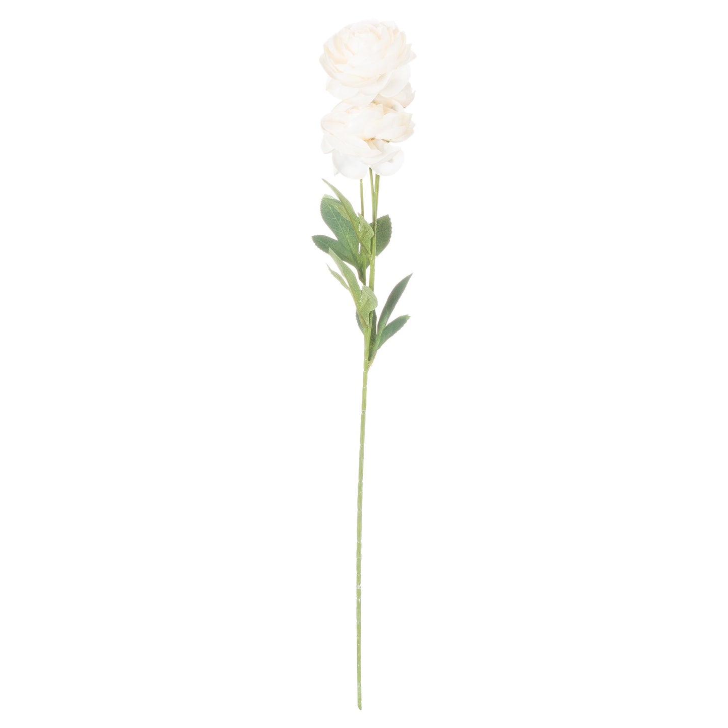 Cream Ranunculus Stem