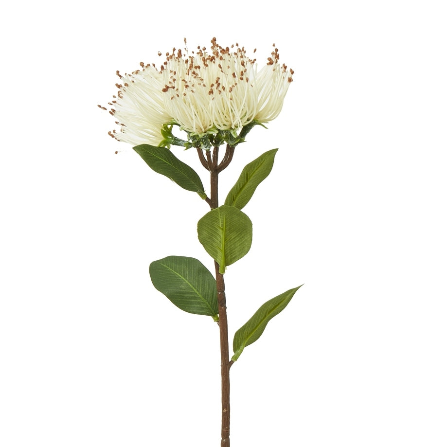 Cream Protea Nitida Spray