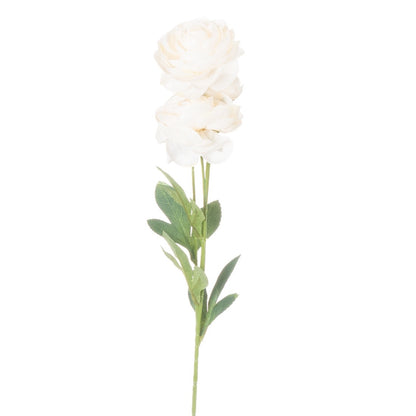 Cream Ranunculus Stem