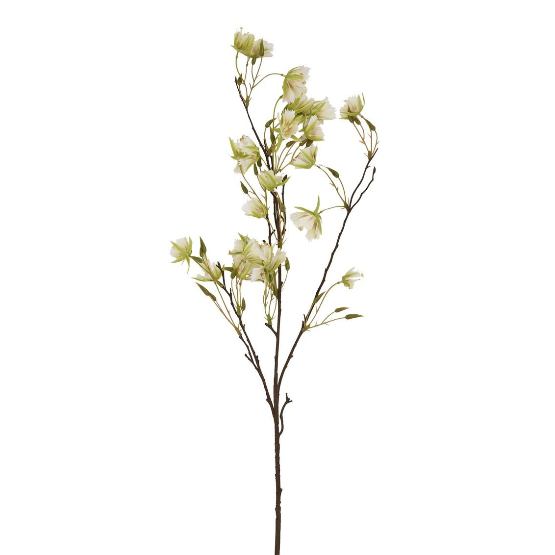 Elaeocarpus Stem