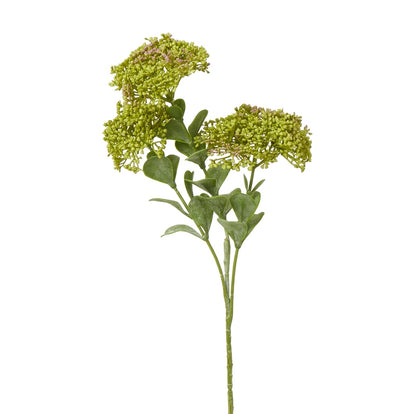 Green Sedum Spray
