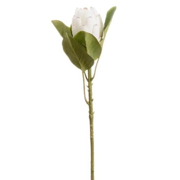 Closed White Protea