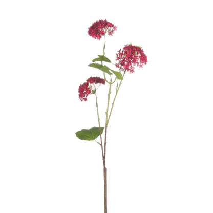Red Autumnal Viburnum