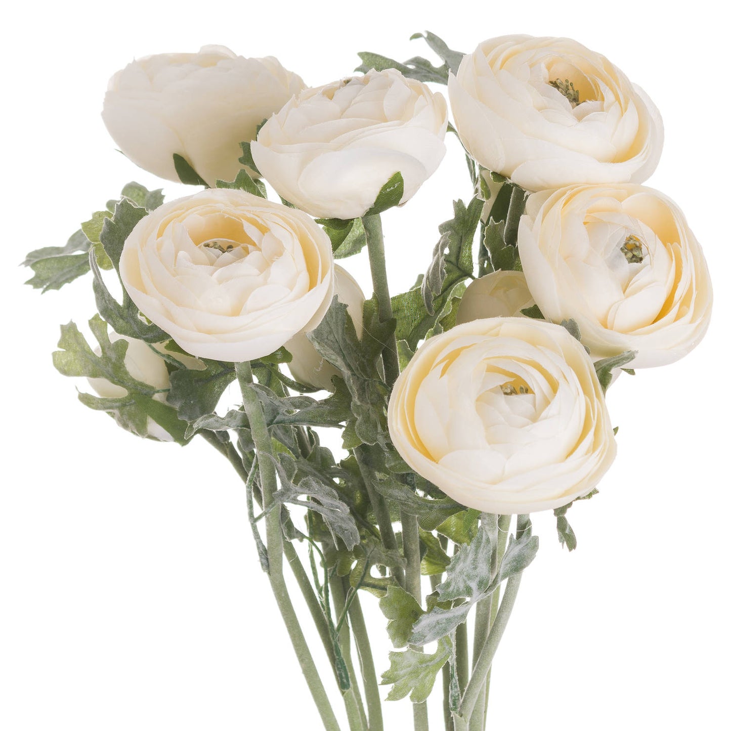 Soft Cream Ranunculus Stem