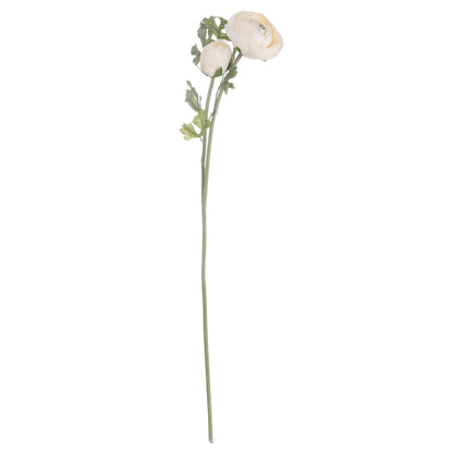 Soft Cream Ranunculus Stem