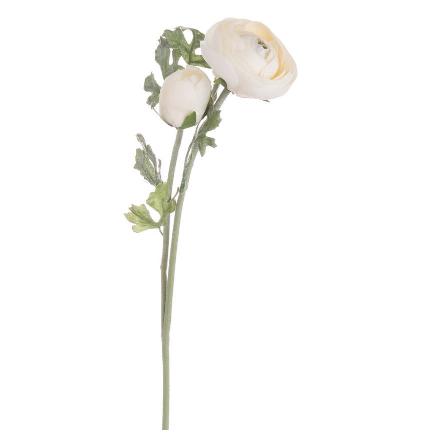 Soft Cream Ranunculus Stem