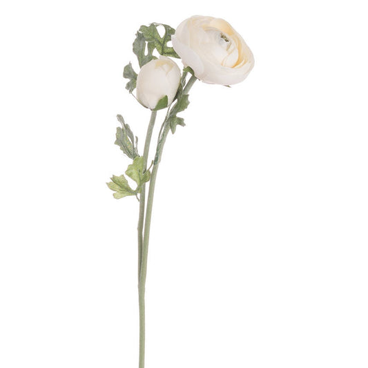 Soft Cream Ranunculus Stem