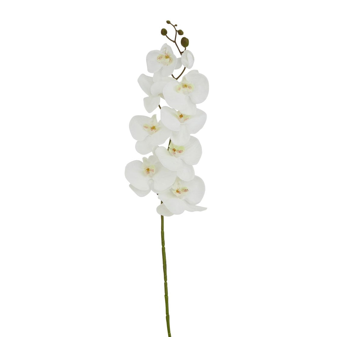 Tall White Butterfly Orchid Stem