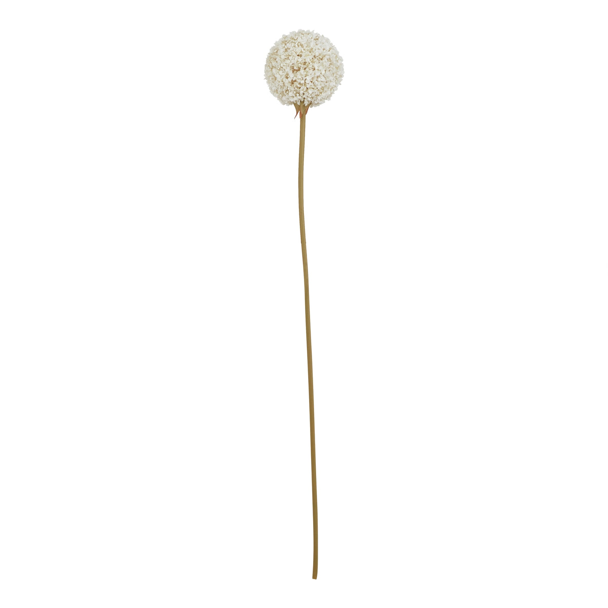 White Allium