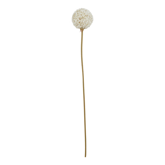 White Allium