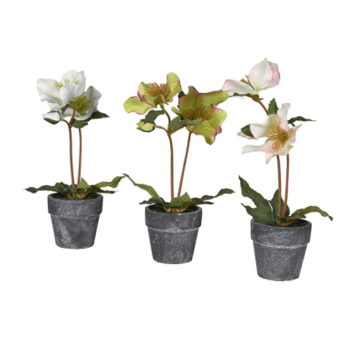 Set of 3 White & Green Helebore Pots image 0