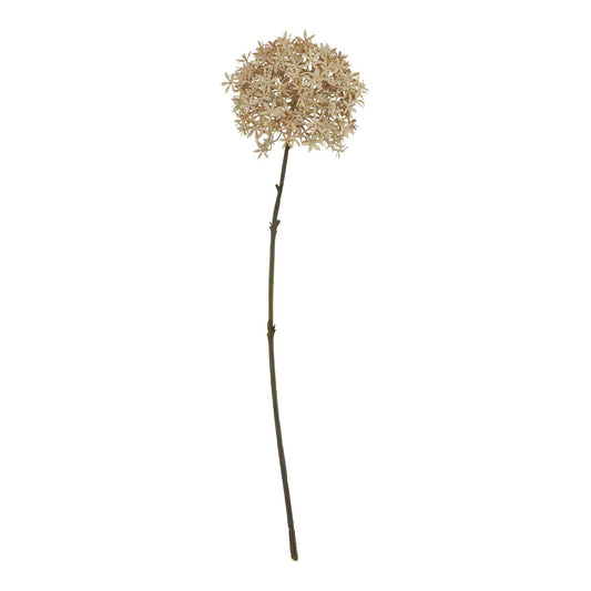Coffee Allium image 0