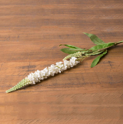White Veronica Stem image 0