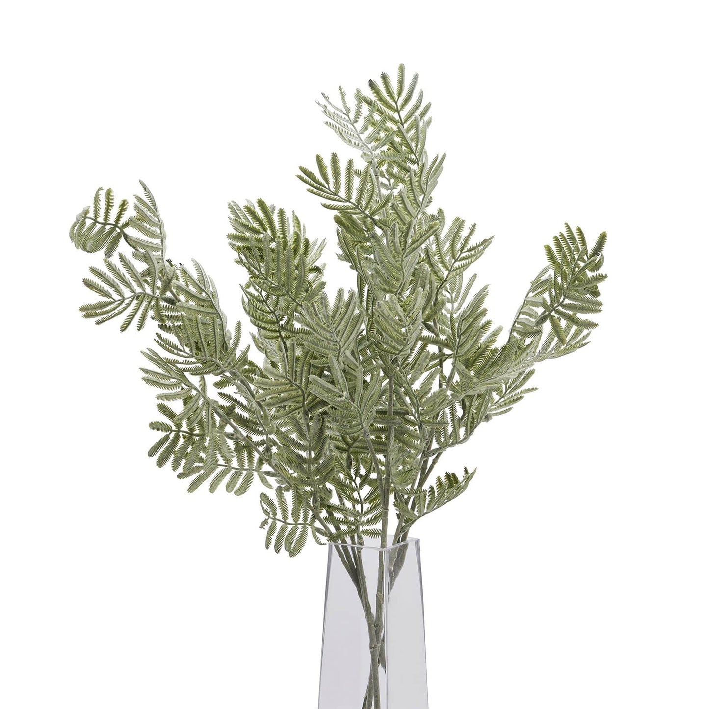 Silver Wattle Leaf image 2