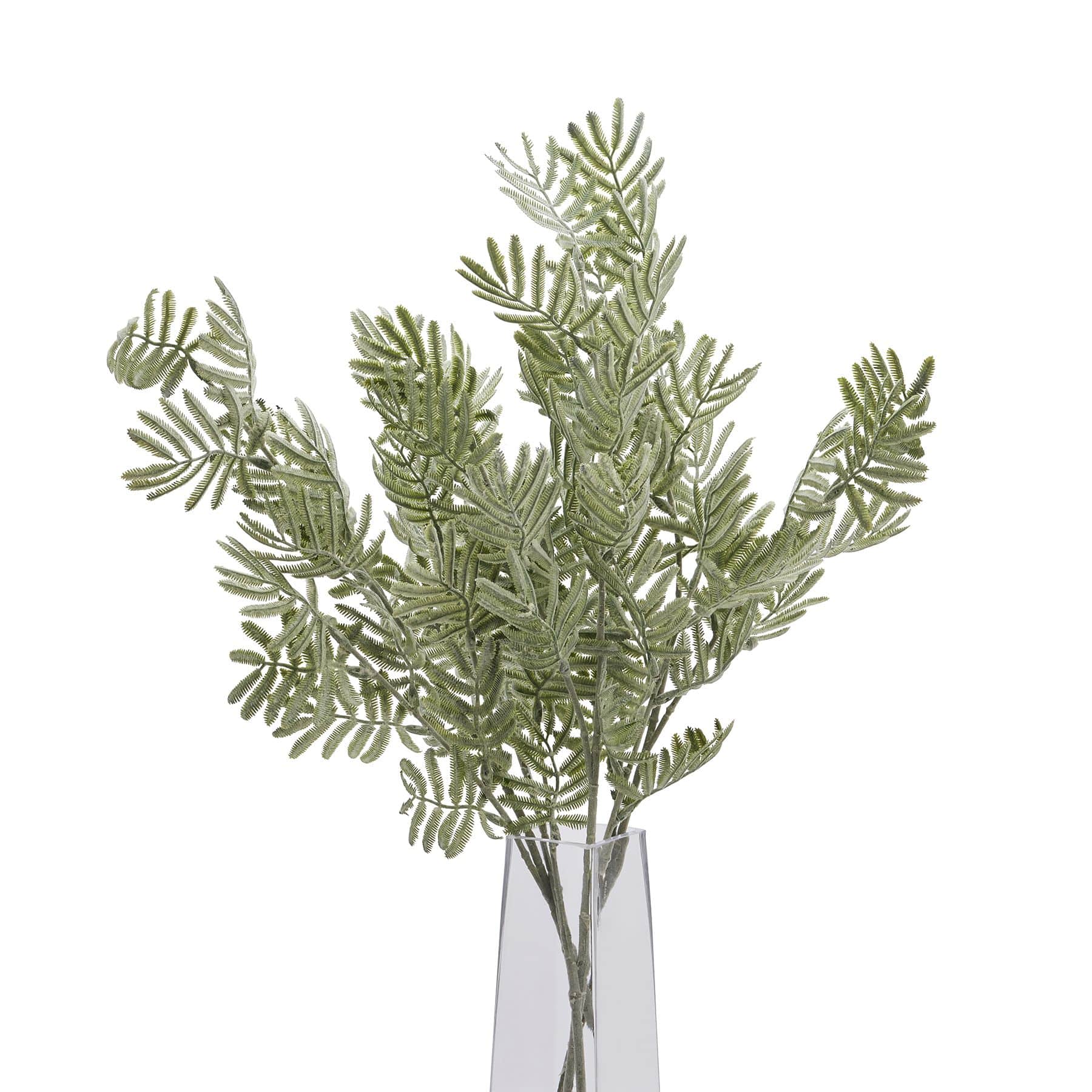 Silver Wattle Leaf image 2