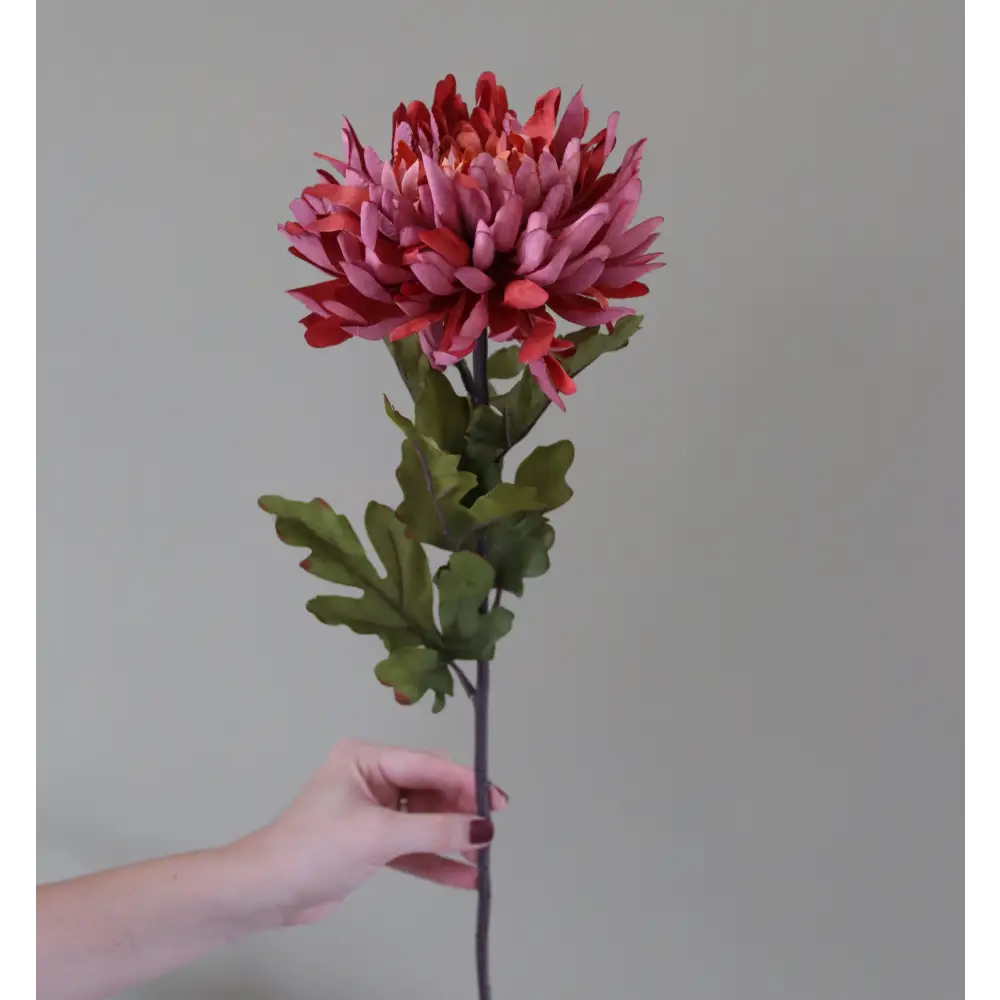 Autumn Spider Chrysanthemum