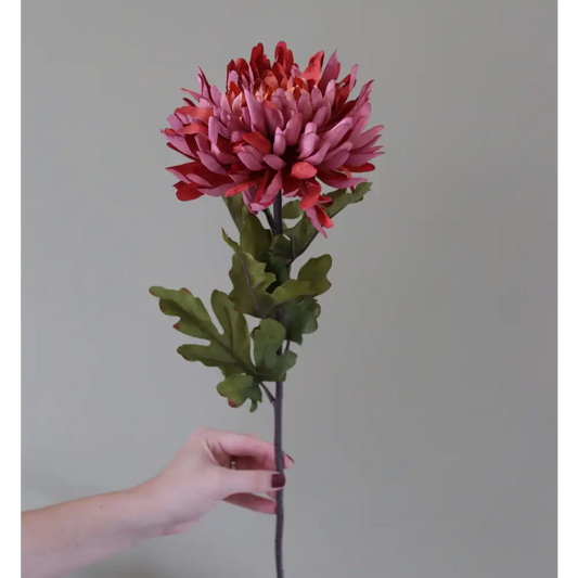 Autumn Spider Chrysanthemum