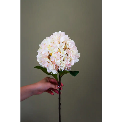 Autumn White Hydrangea