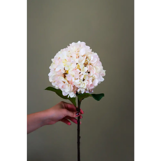 Autumn White Hydrangea