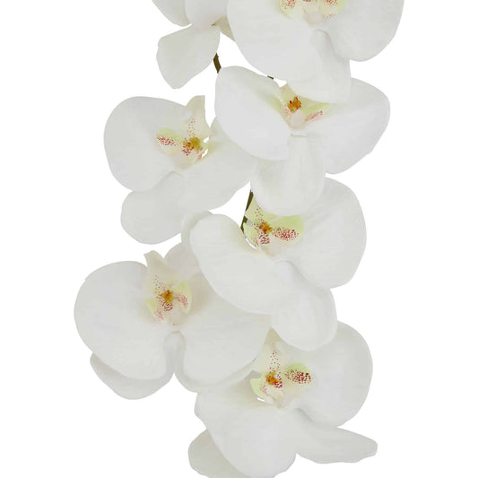 Tall White Butterfly Orchid Stem image 1
